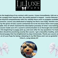 Morkie and Shorkie Puppies from Lil Luxe Pups