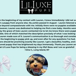 Morkie and Shorkie Puppies from Lil Luxe Pups