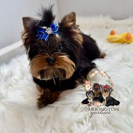 Kreed - Yorkshire Terrier puppy from Harrington Yorkies