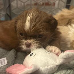 Lucky - Red and white male Shih Tzu puppy in Statesboro, Georgia from Magnolia Small Breeds