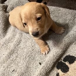 Sandy - Cream female Dachshund puppy in Poplarville, Mississippi from Sarah’s Darling Dachshunds