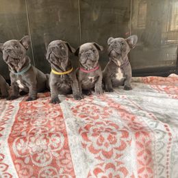French Bulldog puppies from Fluffity Frenchies