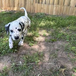 Green - White and black male Dalmatian puppy in Demorest, Georgia from Dixon Dalmatians