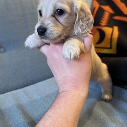 Boy 2 - Cream male Dachshund puppy in Walla Walla Valley, Oregon from English Cream Dachshunds