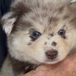 Drake - Merle male Pomsky puppy in Spring Hill, Florida from PDQ Pomskies