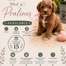 Pralines - Red female Cavapoo puppy in South Jordan, Utah from Diamond Companions