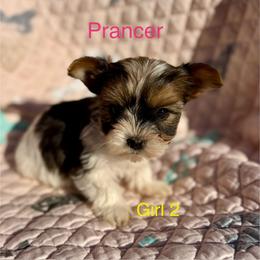 Prancer - Parti female Yorkshire Terrier puppy in Elgin, Texas from For The Love of Yorkies Texas