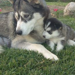 Siberian Huskies from Lyanna Harwood's Huskies