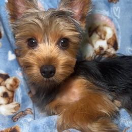 Finnegan - Black and tan male Yorkshire Terrier puppy in Conyers, Georgia from Furrever Puppy Co.