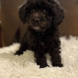 SIERRA - female Australian Mountain Doodle puppy in Bristow, Oklahoma from 10-Acre Woods Cockapoos