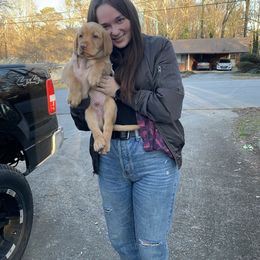 Labrador Retriever Puppies from Sweetwater Labrador Retrievers