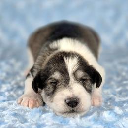 Maverick - Parti male Miniature Schnauzer puppy in Ely, Nevada from Great Basin Miniature Schnauzers