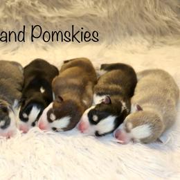 Boy 2 - Gray and white male Pomsky puppy in Denham Springs, Louisiana from Bayouland Pomskies