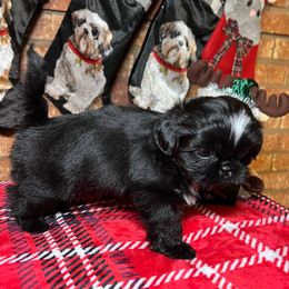 Black and White Boy - Black and white male Shih Tzu puppy in Desoto, Texas from Willow’s Wonderful Shih Tzu