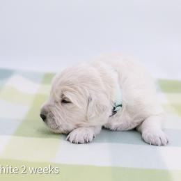 Snow White - Light golden female Golden Retriever puppy in Lakewood, California from Cloud Nine Kennel