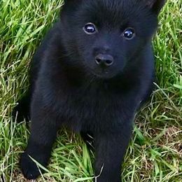 Schipperkes from Cinda Waller's Schipperkes