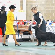Peanuts - Flat-Coated Retriever