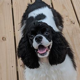 Sophie - Cocker Spaniel