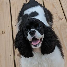 Sophie - Cocker Spaniel