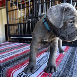 Light Blue collar - Jasmine - Gray female Cane Corso puppy in Vallejo, California from Rico's Cane Corso