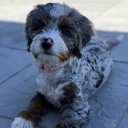 Bernedoodle and Poodle Puppies from Connie Wilkinsom
