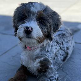 Bernedoodle and Poodle Puppies from Connie Wilkinsom