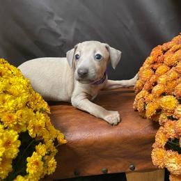 Honey - Fawn female Italian Greyhound puppy in Lancaster, Missouri from White Stone Ranch