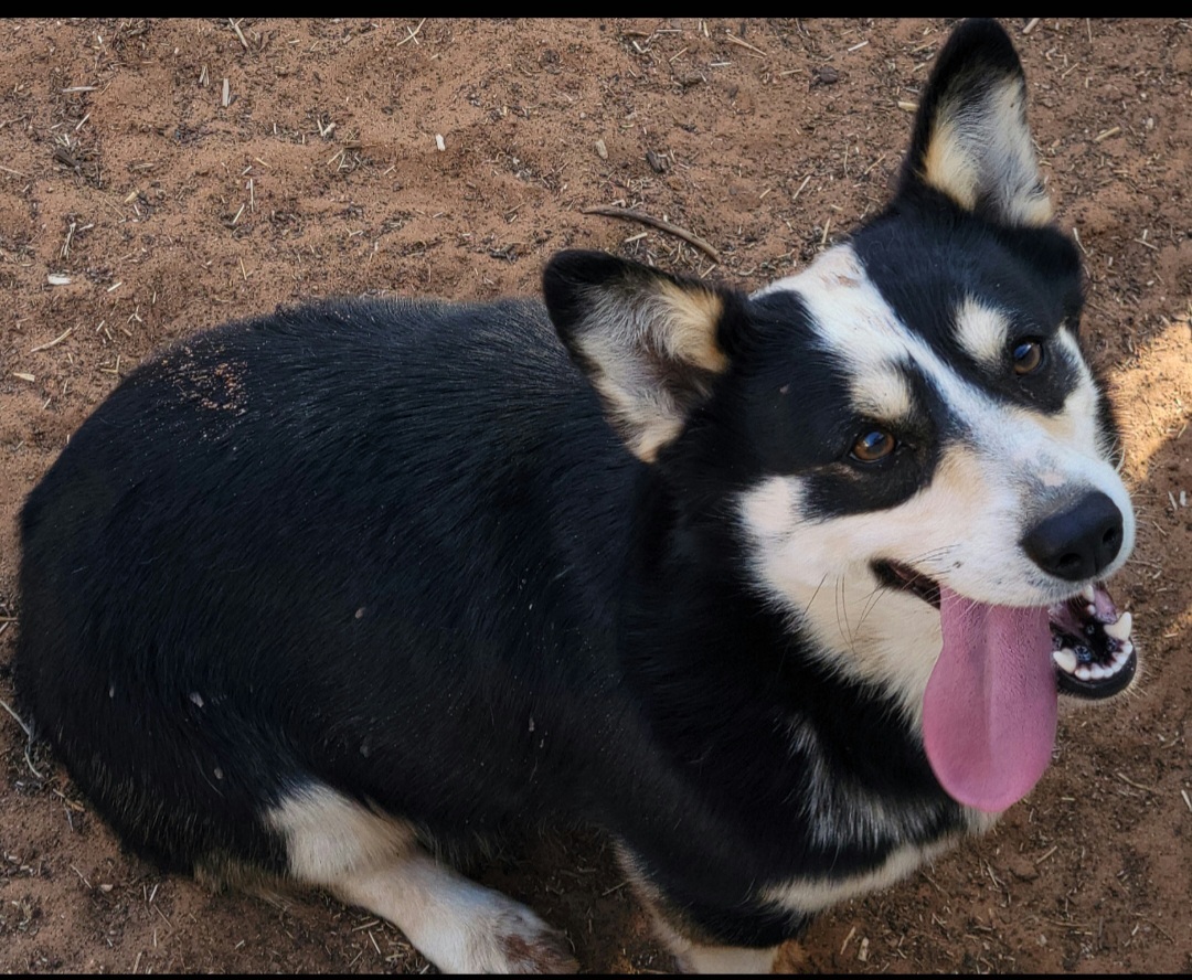 Bandit - Pembroke Welsh Corgi