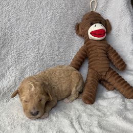 Girl 2 - Apricot female Goldendoodle puppy in Lapeer, Michigan from Doodle All Day