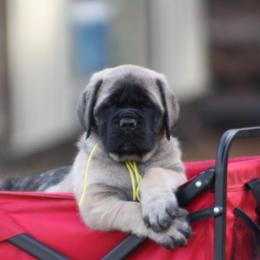 Mastiff Puppies from Beaver Creek Mastiffs