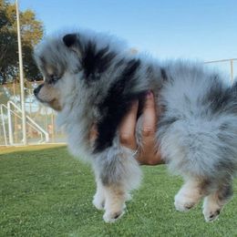 Pomeranian Puppies from Pom Pom Lollipop’s