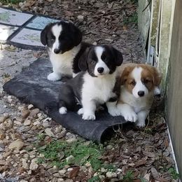 Cardigan Welsh Corgi Puppies from Hurrikane Cardigans