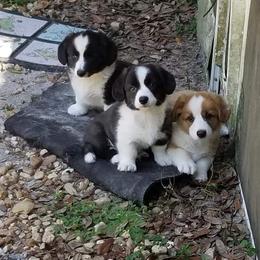 Cardigan Welsh Corgi Puppies from Hurrikane Cardigans