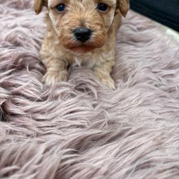 Bella - Parti female Poodle puppy in Utica, Ohio from Poodle Me Crazy