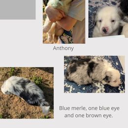 Miniature Australian Shepherd Puppies from Laurie Chason