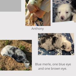 Miniature Australian Shepherd Puppies from Laurie Chason