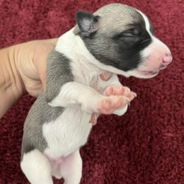 Kenny - White and fawn male Whippet puppy in West Plains, Missouri from Sycamore Ridge Puppies