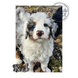 Rook - Merle male Bernedoodle puppy in Belleville, Michigan from Moose Tracks Bernedoodles