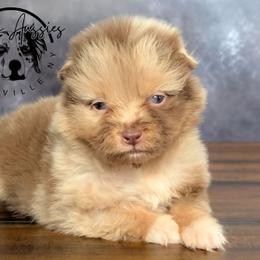 Fendi - Red merle female Australian Shepherd puppy in Fultonville, New York from Sandy Aussies & Pomeranians