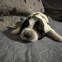 Luca - Black white and tan male English Springer Spaniel puppy in Coeur D'alene, Idaho from Springer Hollow