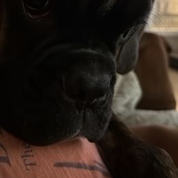 Coming Soon! Declan - Boxer