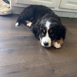 Bernese Mountain Dog and Golden Retriever Puppies from Bastian Mountain Dogs