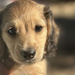 Dachshunds from Gold River Doxies and Doxies Meet World