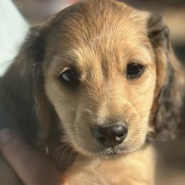 Dachshunds from Gold River Doxies and Doxies Meet World
