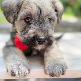 Liberty Salt Pepper ESA therapy lines Gorgeous mega coat - Gray male Schnoodle puppy in Temple, Texas from Schnauzers Of Taylor