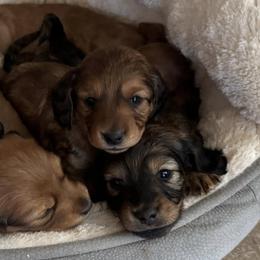 Dachshunds from Hibbard’s Dachshunds
