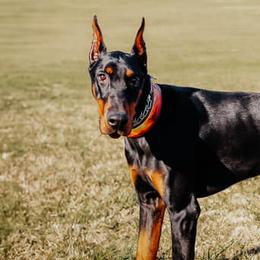 Doberman Pinschers from Loyal Hearts Farm / RK's Dobermans