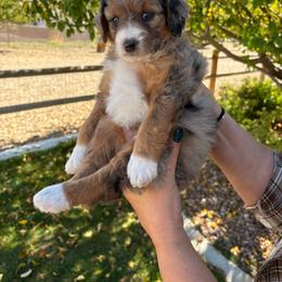 Candy - Merle female Bernedoodle puppy in Helper, Utah from Doodle Love Utah