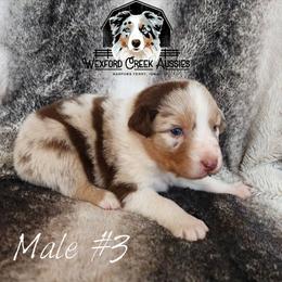 Boy 3 - Red merle male Australian Shepherd puppy in Harpers Ferry, Iowa from Wexford Creek Aussies, LLC