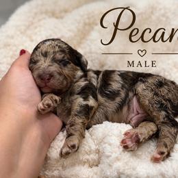 Pecan - Merle male Goldendoodle puppy in Miami, Florida from Jade’s Paws & Co. Of Miami LLC